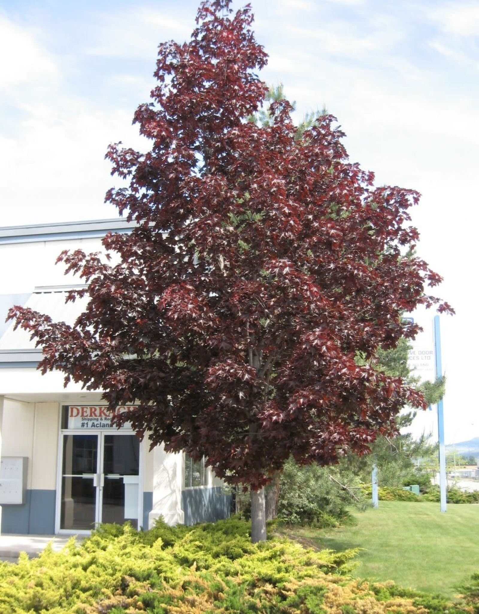 Sester Farms Acer platanoides 'Crimson King' #10 ,  1 inch diam Norway Maple