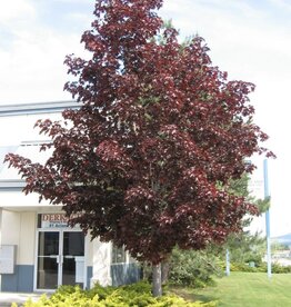 Sester Farms Acer platanoides 'Crimson King' #10 ,  1 inch diam Norway Maple