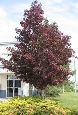 Sester Farms Acer platanoides 'Crimson King' #10 ,  1 inch diam Norway Maple