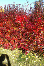 Sester Farms Cotoneaster lucidus #2 Peking / Hedge SF