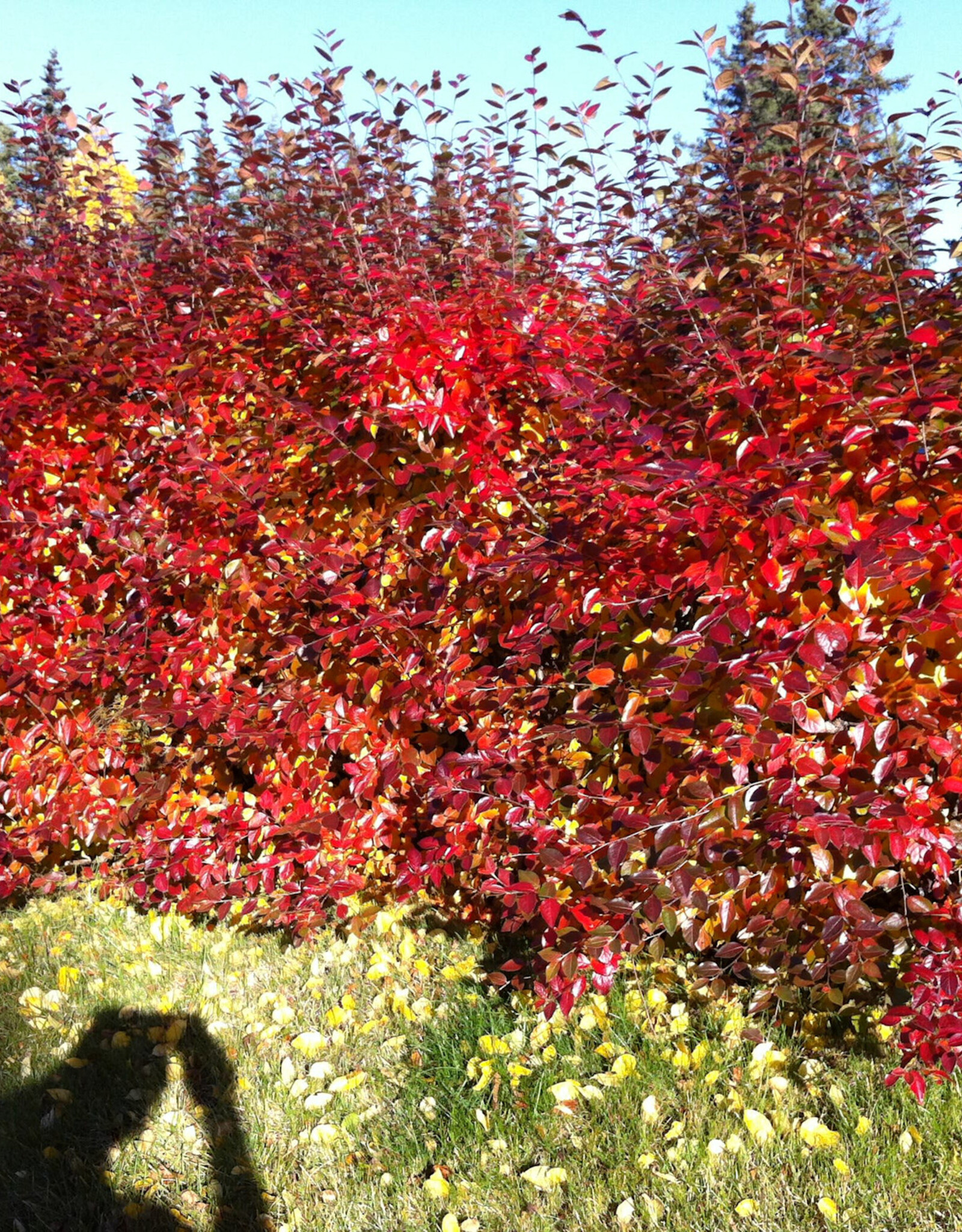 Sester Farms Cotoneaster lucidus #2 Peking / Hedge SF