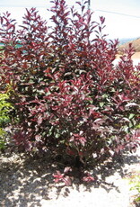 Sester Farms Prunus x cistena #5 Super Shrub- Purple Leaf Plum/Sand Cherry SF