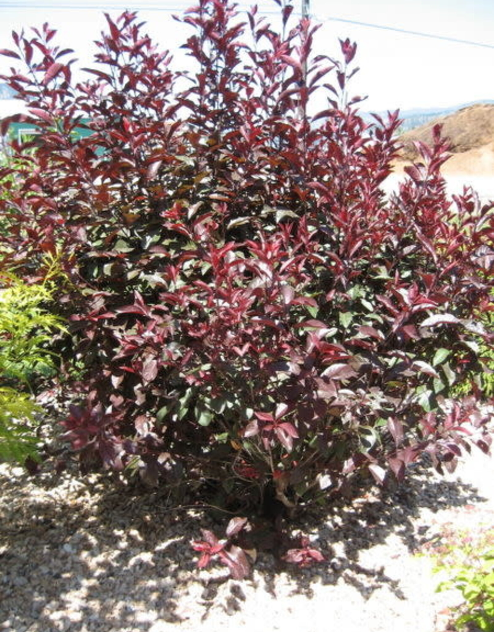 Sester Farms Prunus x cistena #5 Super Shrub- Purple Leaf Plum/Sand Cherry SF