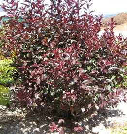 Sester Farms Prunus x cistena #5 Super Shrub- Purple Leaf Plum/Sand Cherry SF