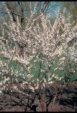 Sester Farms Prunus tomentosa #2 Nanking Cherry SF
