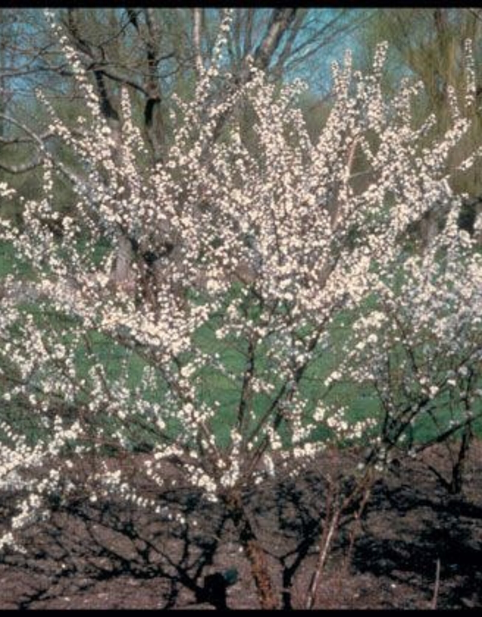 Sester Farms Prunus tomentosa #2 Nanking Cherry SF