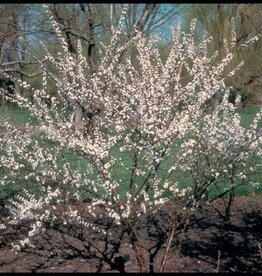 Sester Farms Prunus tomentosa #2 Nanking Cherry SF