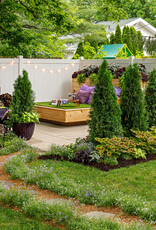 Proven Winners Thuja occidentalis 'Art Boe' PP22174 North Pole®  Arborvitae/Cedar  #2 PW 24-30 in. SF