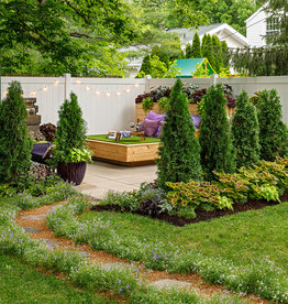 Proven Winners Thuja occidentalis 'Art Boe' PP22174 North Pole®  Arborvitae/Cedar  #2 PW 24-30 in. SF