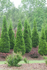 Proven Winners Thuja occidentalis 'Art Boe' PP22174 North Pole®  Arborvitae/Cedar  #2 PW 24-30 in. SF