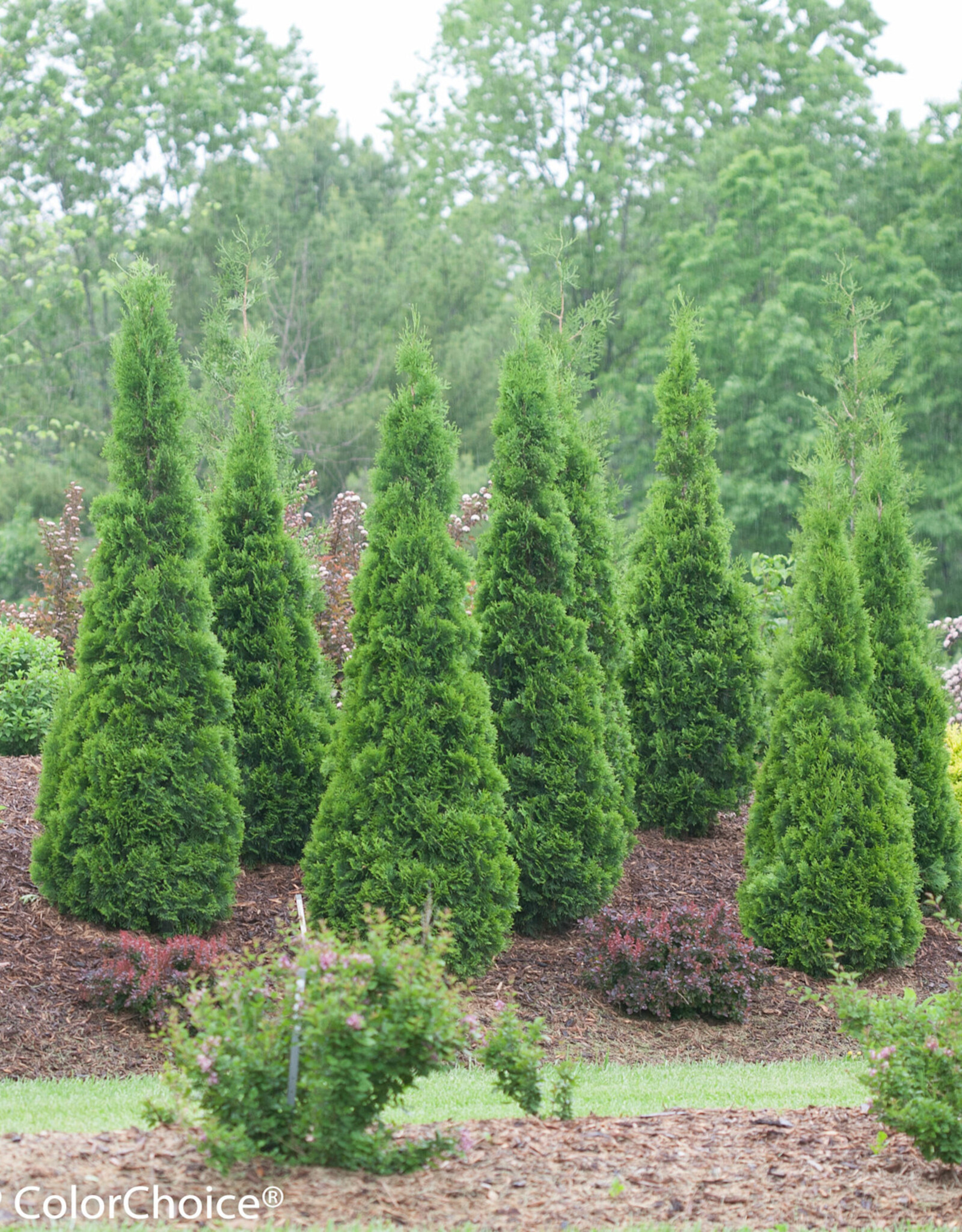 Proven Winners Thuja occidentalis 'Art Boe' PP22174 North Pole®  Arborvitae/Cedar  #2 PW 24-30 in. SF