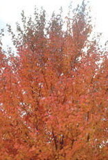 Sester Farms Acer rubrum 'Northwood' #7 3/4inch diameter Northwood Maple