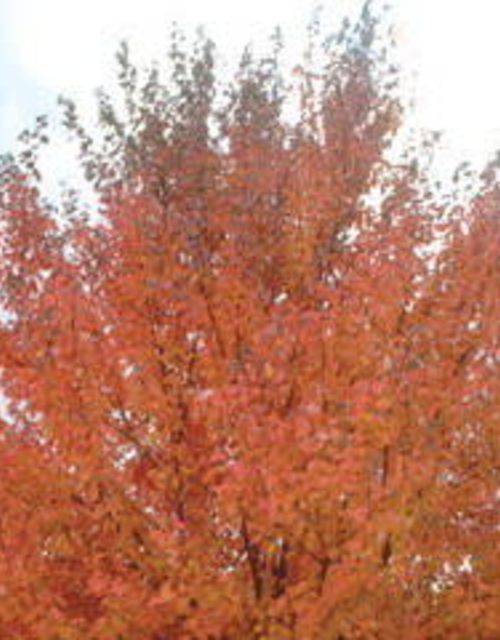 Sester Farms Acer rubrum 'Northwood' #7 3/4inch diameter Northwood Maple
