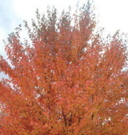 Sester Farms Acer rubrum 'Northwood' #7 3/4inch diameter Northwood Maple