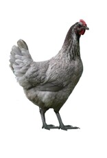 Dunlap Steel Blue Nova  P 3-20-26