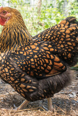 Dunlap Golden Laced Wyandotte P 4-03-26