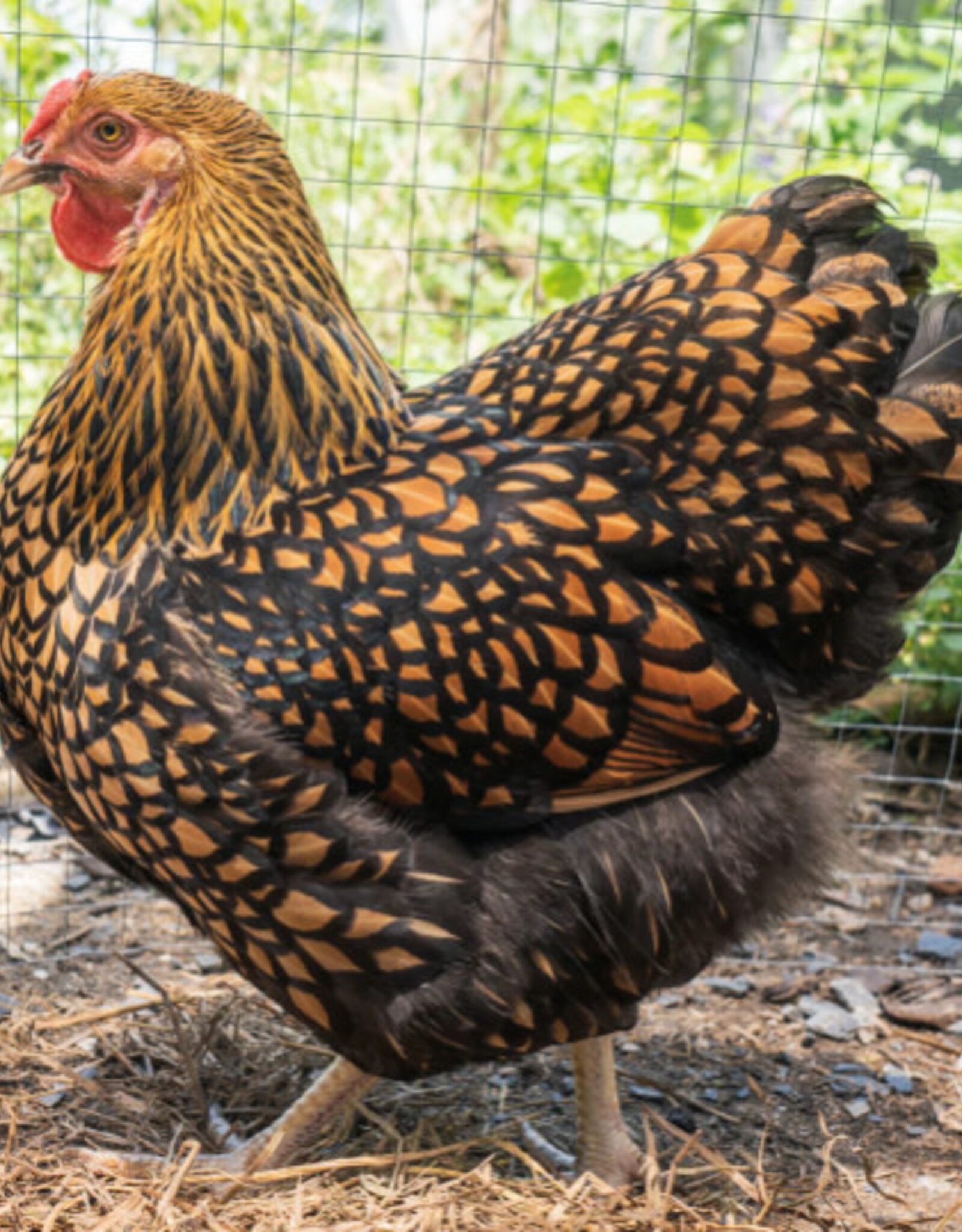 Dunlap Golden Laced Wyandotte P 4-03-26