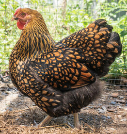 Dunlap Golden Laced Wyandotte P 4-03-26