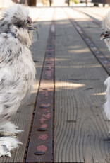 Dunlap Bantam Splash Silkie SR 4-17-26