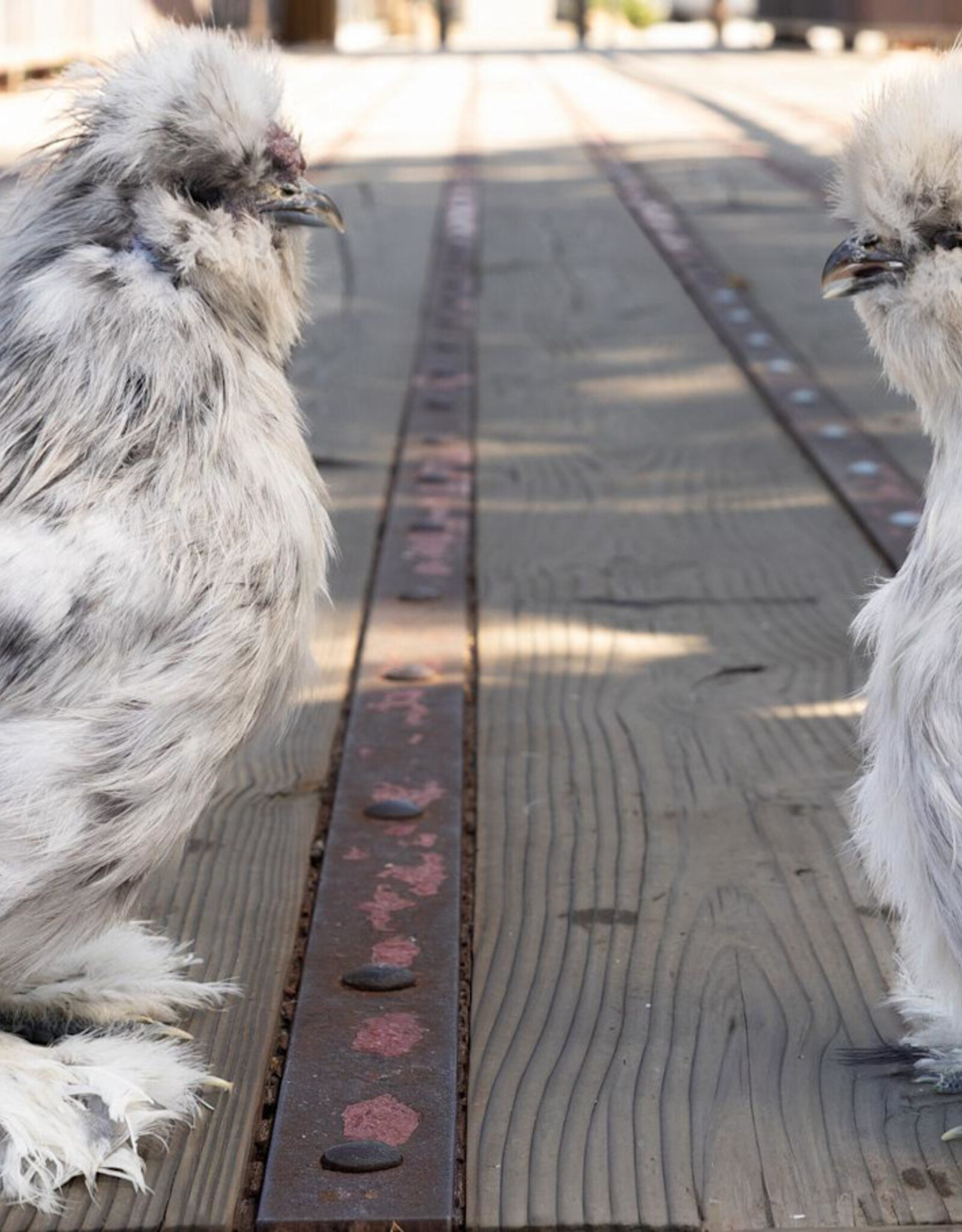 Dunlap Bantam Splash Silkie SR 4-17-26