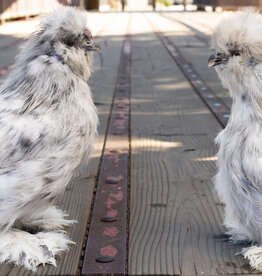 Dunlap Bantam Splash Silkie SR 4-17-26