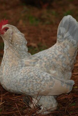 Dunlap Bantam Porcelain d’Uccle SR 4-17-26