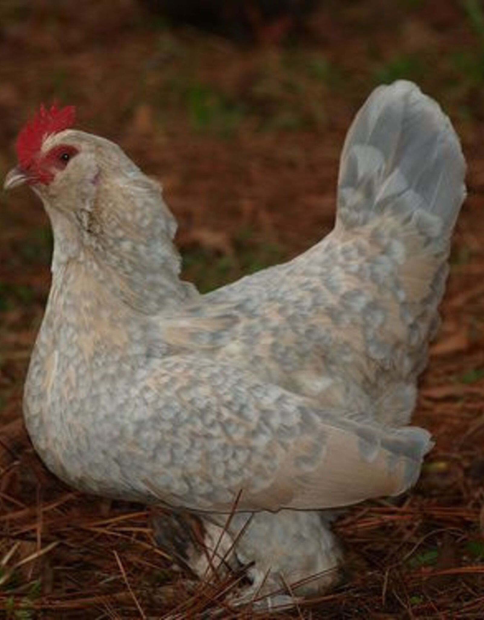 Dunlap Bantam Porcelain d’Uccle SR 4-17-26