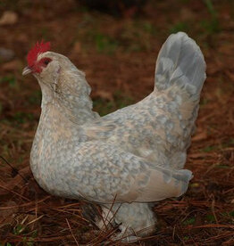 Dunlap Bantam Porcelain d’Uccle SR 4-17-26