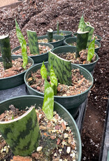 Sansevieria  4in STARTER  assorted snake plant