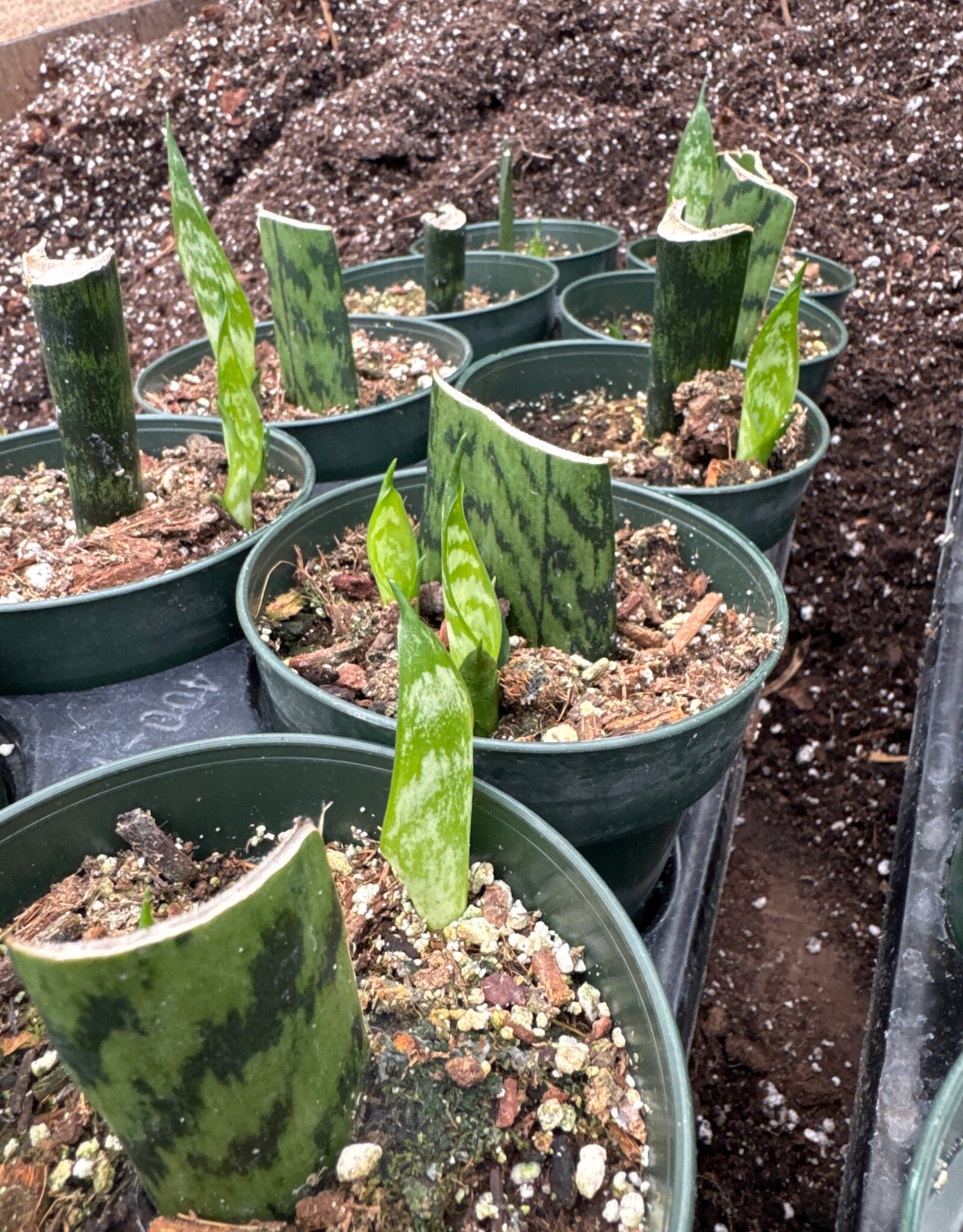 Sansevieria  4in STARTER  assorted snake plant