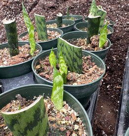 Sansevieria  4in STARTER  assorted snake plant