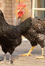 Dunlap Olive Egger Chicken P 4-17-2 Second Year Experimental Phase