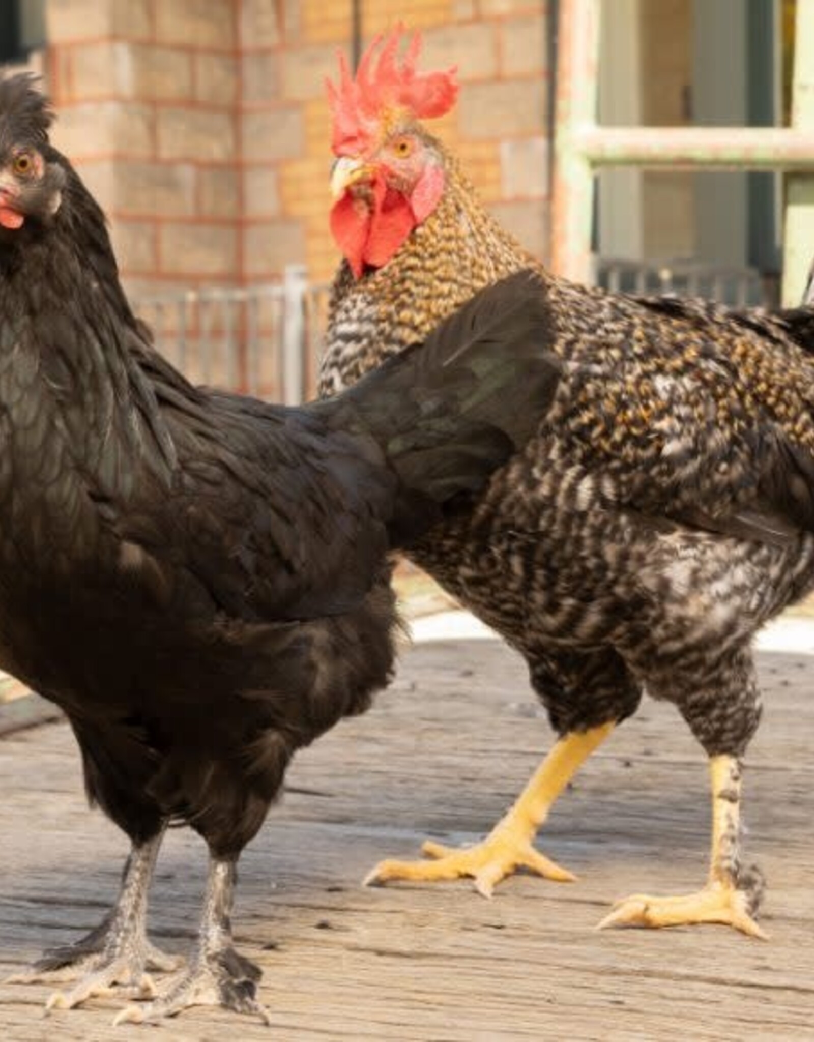 Dunlap Olive Egger Chicken P 4-17-2 Second Year Experimental Phase