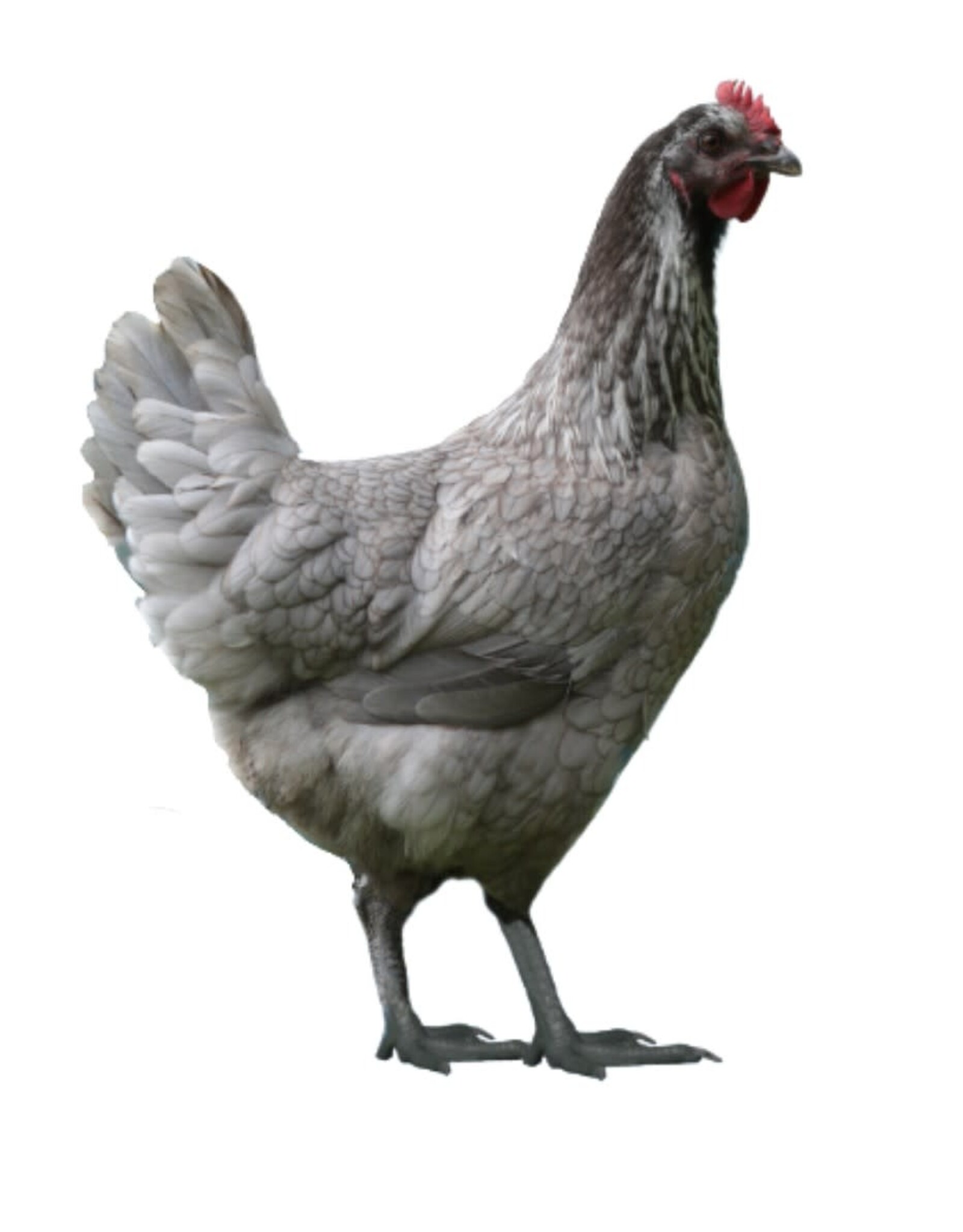 Dunlap Steel Blue Nova  P 5-01-26