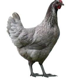 Dunlap Steel Blue Nova  P 5-01-26