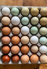 Dunlap Rainbow Egger  P 5-01-26