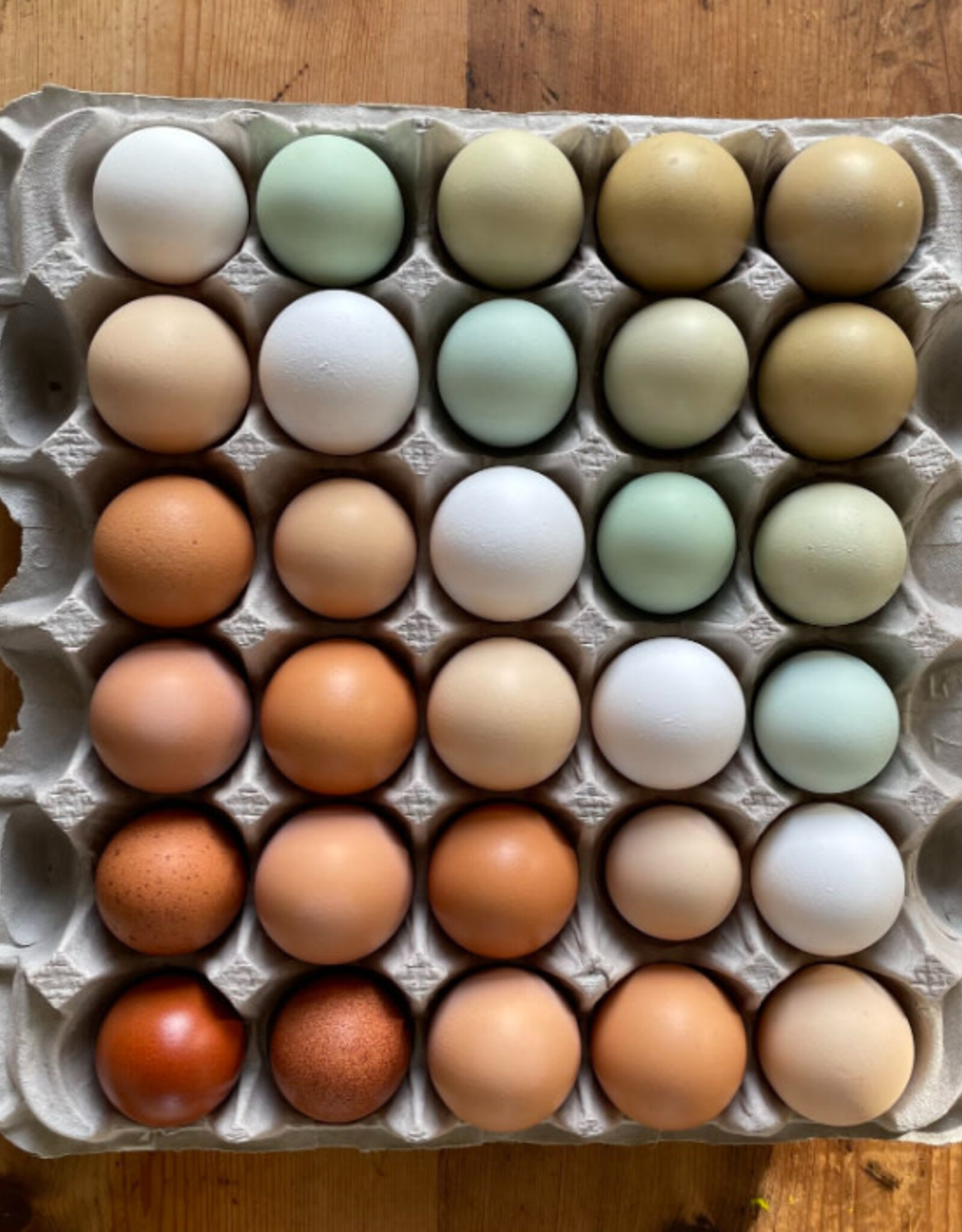 Dunlap Rainbow Egger  P 5-01-26