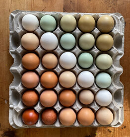 Dunlap Rainbow Egger  P 5-01-26