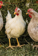 Dunlap Rainbow Egger  P 5-01-26