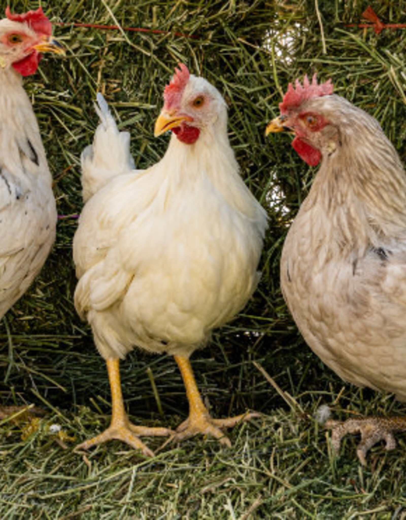 Dunlap Rainbow Egger  P 5-01-26