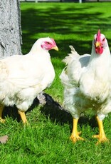 Cornish Cross SR  6-12-26