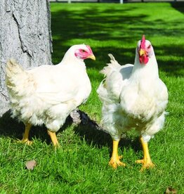 Cornish Cross SR  6-12-26