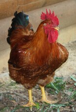 Freedom Ranger Freedom Ranger Meat Chicken SR 4-25-26