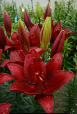 Zabo Lilium LA Hybrid Lily FORZA RED-#1 pot