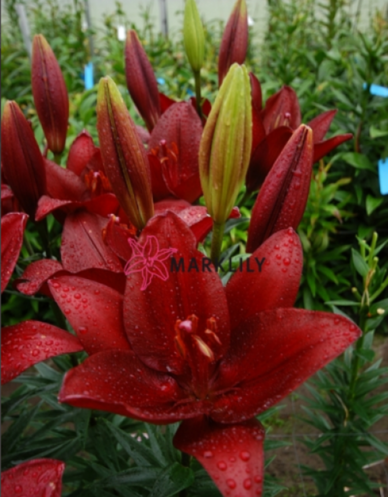 Zabo Lilium LA Hybrid Lily FORZA RED-#1 pot