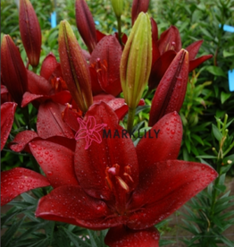 Zabo Lilium LA Hybrid Lily FORZA RED-#1 pot