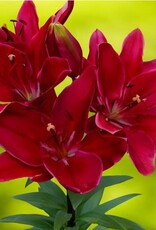 Zabo Lilium LA Hybrid Lily FORZA RED-#1 pot