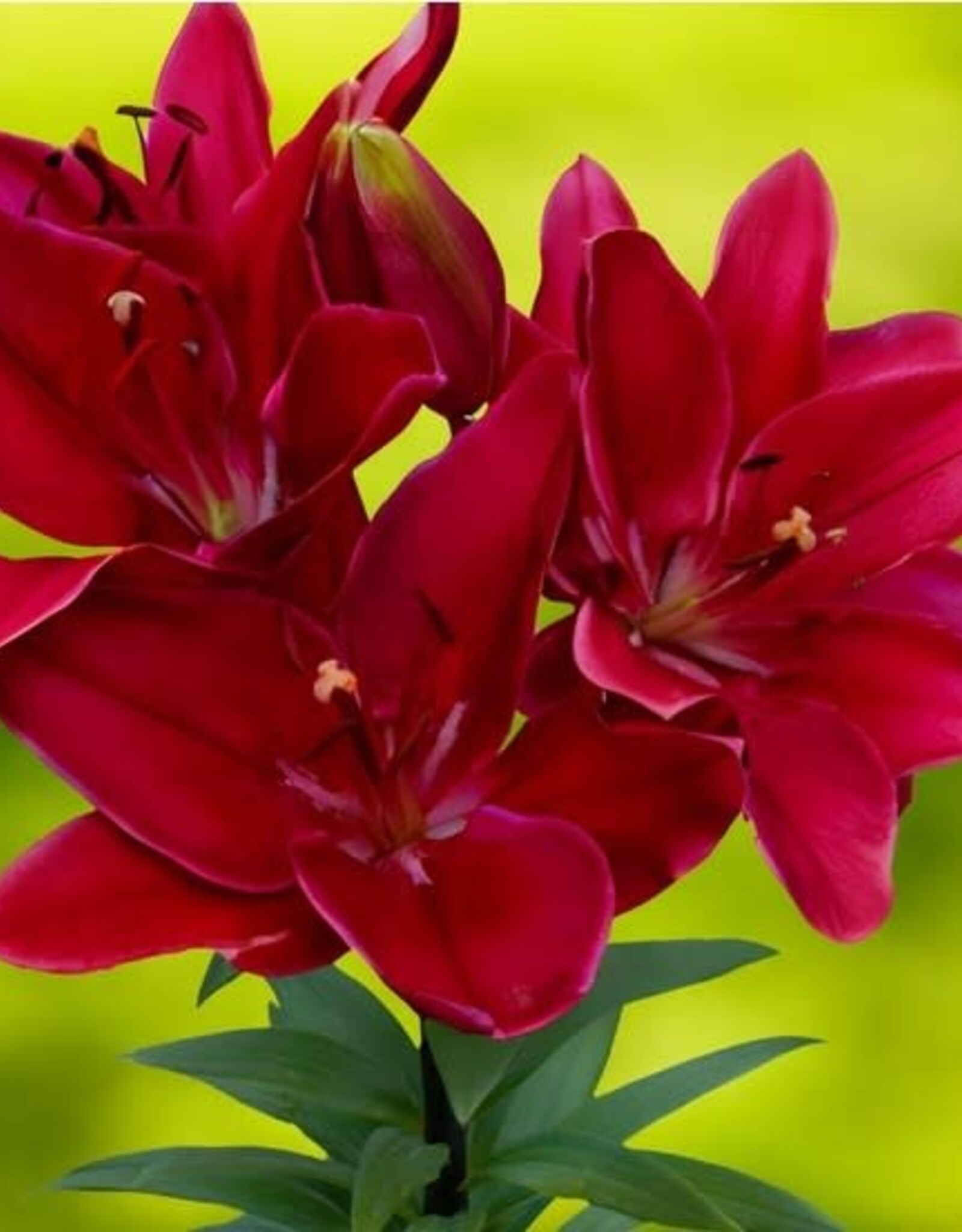 Zabo Lilium LA Hybrid Lily FORZA RED-#1 pot