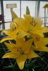 Zabo Lilium LA Hybrid Lily EL DIVO- Yellow #1 pot