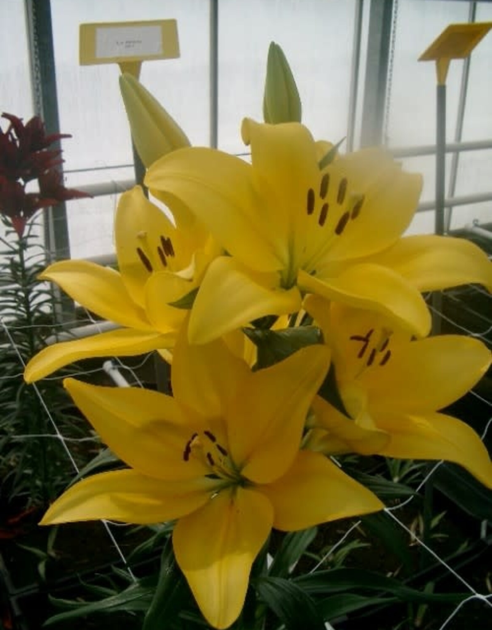 Zabo Lilium LA Hybrid Lily EL DIVO- Yellow #1 pot
